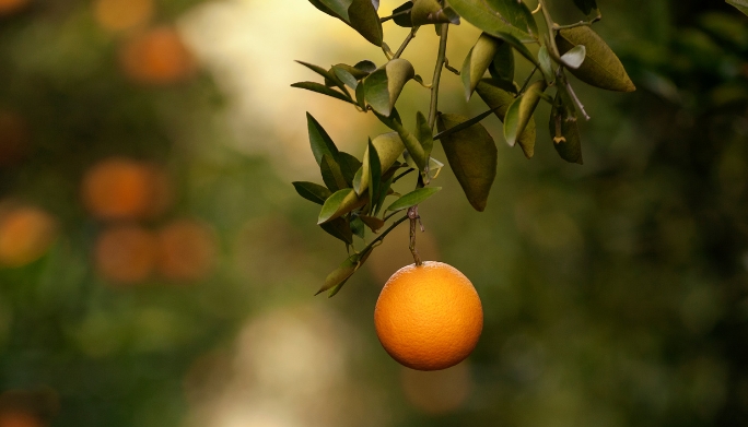 How to Choose the Best Orange Concentrates 9 Diseno sin titulo 1