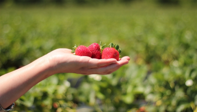 The Key to an Excellent Strawberry Concentrate 8 fresas