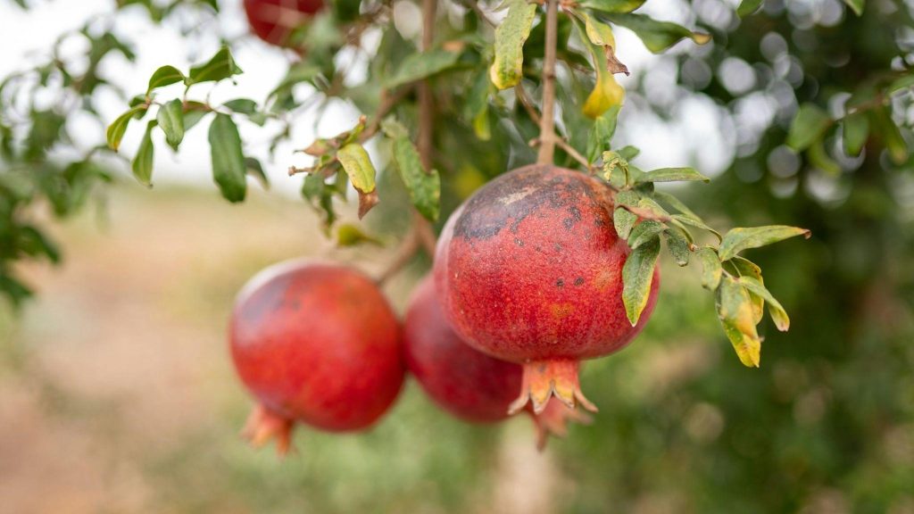 pomegranate1