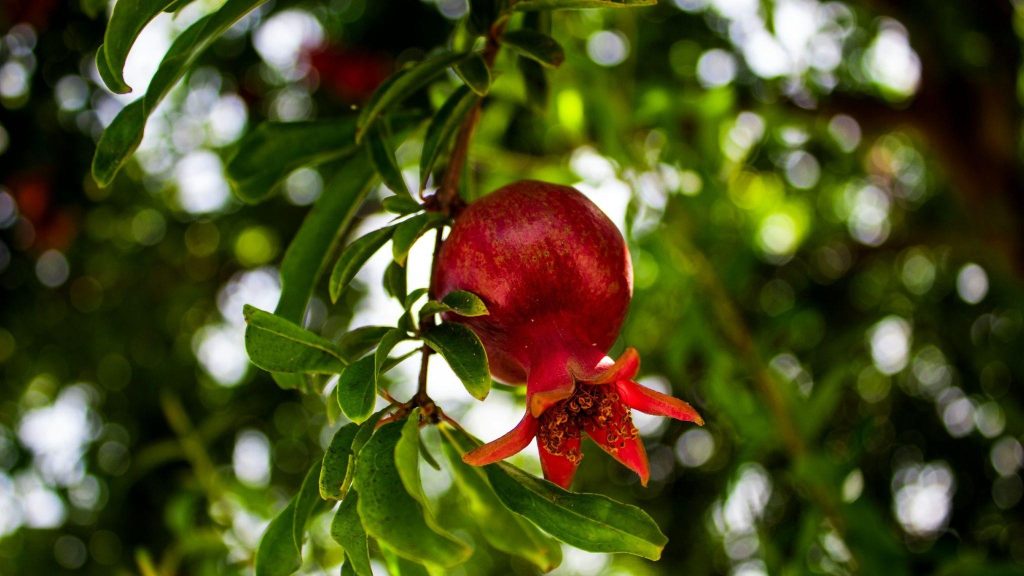 Mercado del Zumo de Granada 2025: Precios, Disponibilidad y Perspectivas Europeas 3 pomegranate3