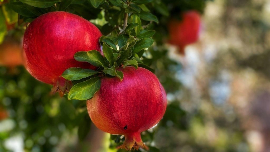 Mercado del Zumo de Granada 2025: Precios, Disponibilidad y Perspectivas Europeas 1 pomegranate4