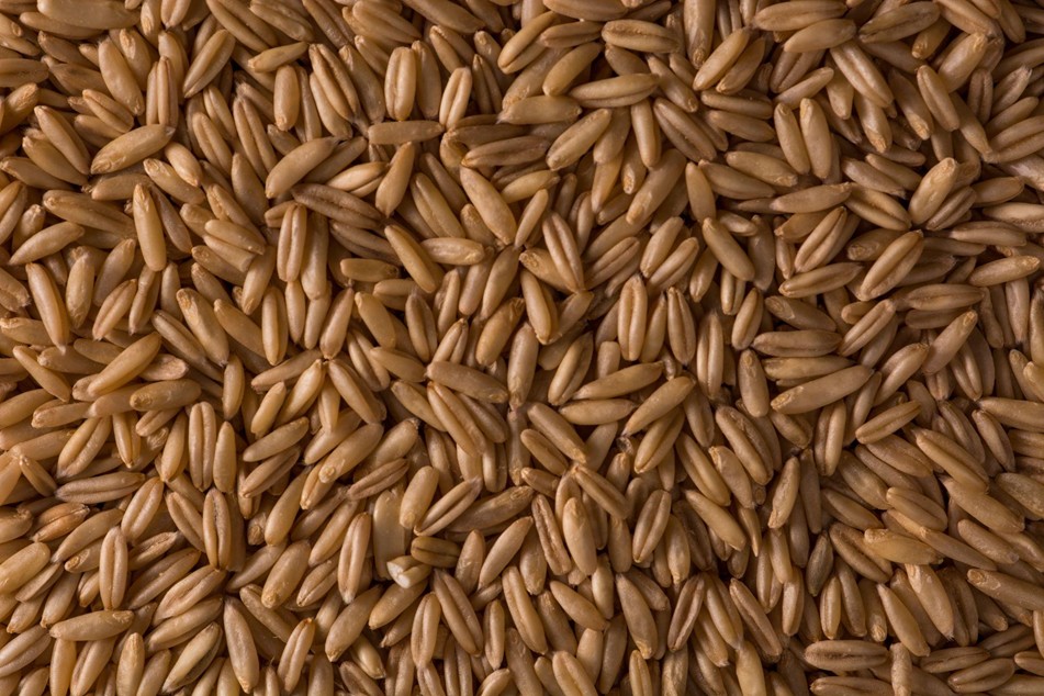 Concentrado de Malta vs Extractos de Malta Tradicionales: Lo que los Fabricantes de Alimentación y Bebidas Deben Saber 7 malt-concentrate
